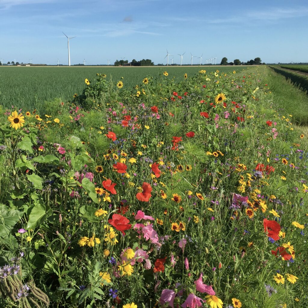 weide bloemen